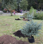 В Нижнем Новгороде в сквере имени Чкалова посадили аллею барбарисов 