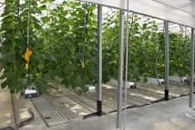 Впервые профилированные мембраны PLANTER были использованы в конструкции отапливаемых полов для теплиц Впервые профилированные мембраны PLANTER были использованы в конструкции отапливаемых полов для теплиц