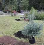 В Нижнем Новгороде в сквере имени Чкалова посадили аллею барбарисов В Нижнем Новгороде в сквере имени Чкалова посадили аллею барбарисов
