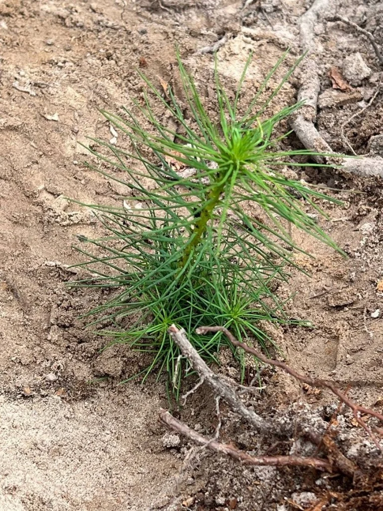 Вместе ради будущего: сотрудники завода «МКД» высадили 2 500 сосен