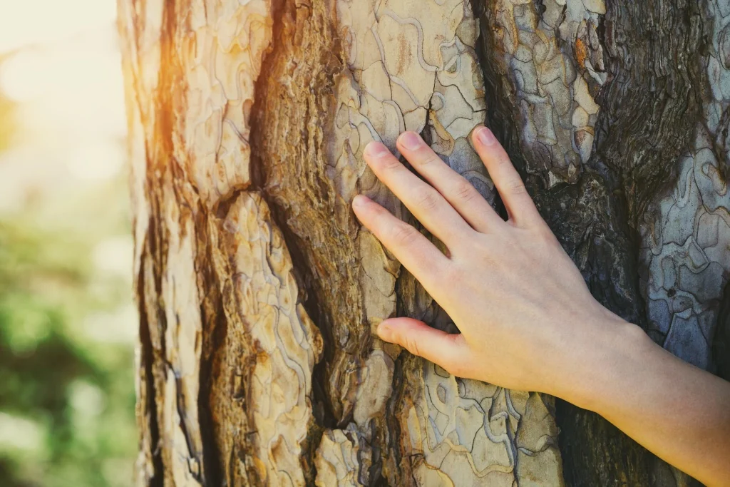 с заботой о деревьях.jpg shutterstock_1703793529.jpg