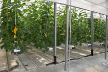 Впервые профилированные мембраны PLANTER были использованы в конструкции отапливаемых полов для теплиц Впервые профилированные мембраны PLANTER были использованы в конструкции отапливаемых полов для теплиц