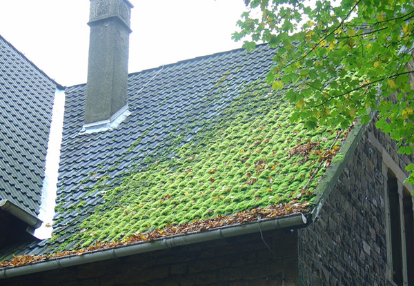 Способы избавления от мха на крыше