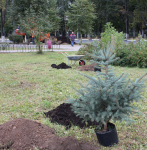 В Нижнем Новгороде в сквере имени Чкалова посадили аллею барбарисов В Нижнем Новгороде в сквере имени Чкалова посадили аллею барбарисов